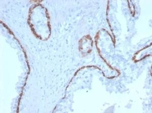 Anti-Cytokeratin 15 antibody