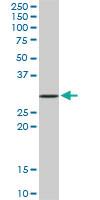 Anti-STX4 Mouse Monoclonal Antibody [clone: 6A1]