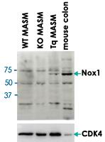 Anti-NOX1 Goat Polyclonal Antibody