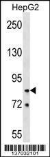 Anti-HNRNPR Rabbit Polyclonal Antibody (Biotin)