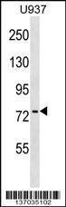 Anti-PABPC4 Rabbit Polyclonal Antibody (PE (Phycoerythrin))