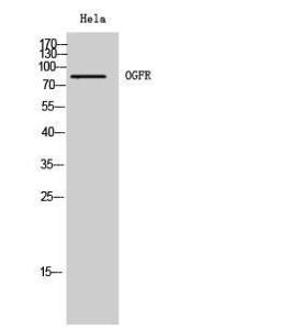 Western blot analysis of Hela cells using Anti-OGFR Antibody