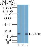 Antibody anti-CD3 EPSILON 100 µg