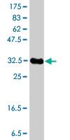 Anti-MARCH1 Mouse Polyclonal Antibody