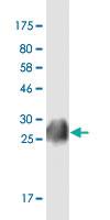 Anti-Flag tag Monoclonal Antibody [clone: 4A8]