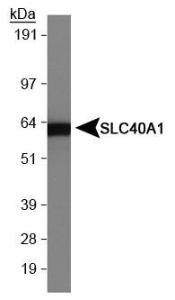 Anti-Ferroportin 1 Rabbit Polyclonal Antibody