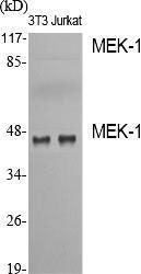 Western blot analysis of various cells using Anti-MEK1 Antibody