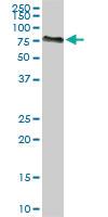 Anti-ACBD3 Mouse Monoclonal Antibody [clone: 2G2]