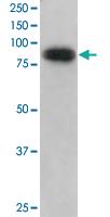 Anti-ODF2 Goat Polyclonal Antibody