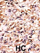 Anti-Separin Rabbit Polyclonal Antibody