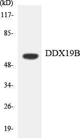 Western blot analysis of the lysates from HT 29 cells using Anti-DDX19B Antibody