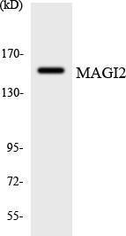 Antibody anti-MAGI2 A97418-100 100 µg