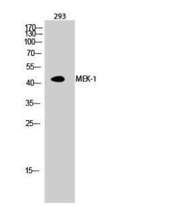 Western blot analysis of 293 cells using Anti-MEK1 Antibody