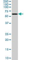 Anti-PLK1 Mouse Monoclonal Antibody [clone: 4G11]