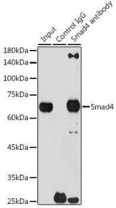 Immunoprecipitation analysis of 300 µg extracts of 293T cells using 3 µg of Anti-Smad4 Antibody [ARC5009-06] (A308139). This Western blot was performed on the immunoprecipitate using Anti-Smad4 Antibody [ARC5009-06] (A308139) at a dilution of1:1000