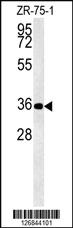 Anti-DPF3 Rabbit Polyclonal Antibody