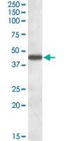 Anti-AADAT Goat Polyclonal Antibody