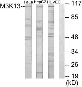 Western blot analysis of lysates from HeLa, HUVEC, and HepG2 cells using Anti-M3K13 Antibody. The right hand lane represents a negative control, where the antibody is blocked by the immunising peptide