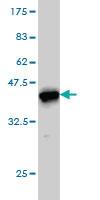 Anti-CANT1 Mouse Monoclonal Antibody [clone: 2D3]