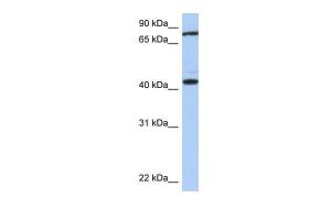 Anti-TEX9 Rabbit Polyclonal Antibody