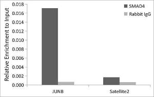 Chromatin immunoprecipitation (ChIP) analysis of extracts of HepG2 cells, using Anti-Smad4 Antibody [ARC5009-06] (A308139) and Rabbit IgG