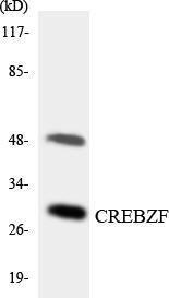 Anti-Zhangfei Rabbit Polyclonal Antibody