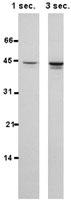 Anti-HSPBP1 Rabbit Polyclonal Antibody