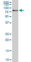 Anti-ACBD3 Mouse Monoclonal Antibody [clone: 2G2]