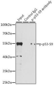 Immunoprecipitation analysis of 200 µg extracts of 293T cells using 3 µg of Anti-p53 (phospho Ser9) Antibody (A12456)