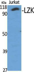 Western blot analysis of various cells using Anti-M3K13 Antibody