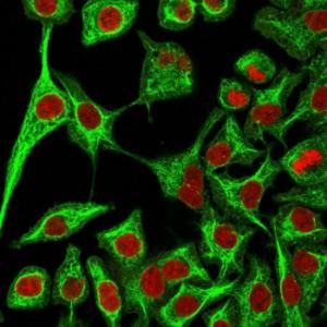 Immunofluorescent analysis of A549 cells stained with Anti-Cytokeratin 14 Antibody [SPM263] followed by Goat Anti-Mouse IgG (CF&#174; 488) (Green) The nuclear counterstain is RedDot (Red)