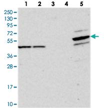 Anti-PDE12 Rabbit Polyclonal Antibody