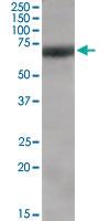 Anti-NFE2L2 Goat Polyclonal Antibody