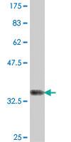 Anti-RNF24 Mouse Polyclonal Antibody