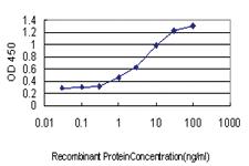 Anti-BAG1 Mouse Monoclonal Antibody [clone: 2D3]