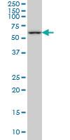 Anti-PLK1 Mouse Monoclonal Antibody [clone: 4G11]