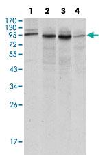 Anti-CANX Mouse Monoclonal Antibody [clone: 3H4A7]