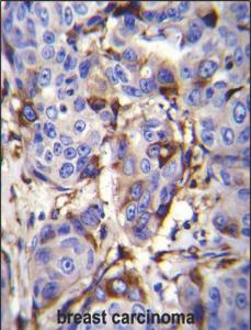 Anti-PIP Rabbit Polyclonal Antibody