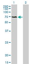 Anti-ACBD3 Mouse Monoclonal Antibody [clone: 2G2]