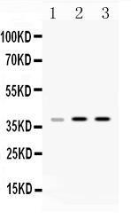 Anti-HnRNP A1 Rabbit Polyclonal Antibody