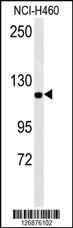 Anti-IPO7 Rabbit Polyclonal Antibody