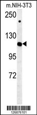 Anti-IPO7 Rabbit Polyclonal Antibody