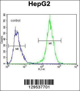 Anti-MRFAP1L1 Rabbit Polyclonal Antibody (FITC (Fluorescein Isothiocyanate))