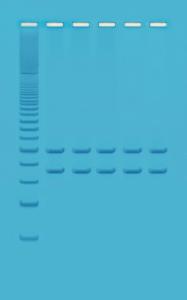 Kit d'expérimentation, analyse de l'ADN mitochondrial par PCR