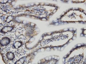 Anti-ACBD3 Mouse Monoclonal Antibody [clone: 2G2]