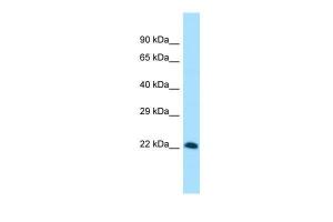 Anti-VGLL4 Rabbit Polyclonal Antibody