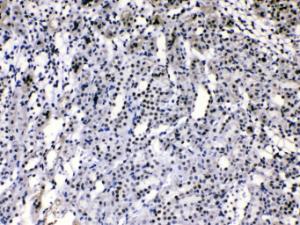 Anti-HnRNP A1 Rabbit Polyclonal Antibody