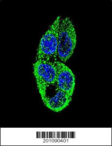 Anti-MASTL Mouse Monoclonal Antibody [clone: 235CT7.8.2.3]