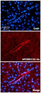 Anti-APOBEC3G Rabbit Polyclonal Antibody