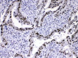 Anti-HnRNP A1 Rabbit Polyclonal Antibody